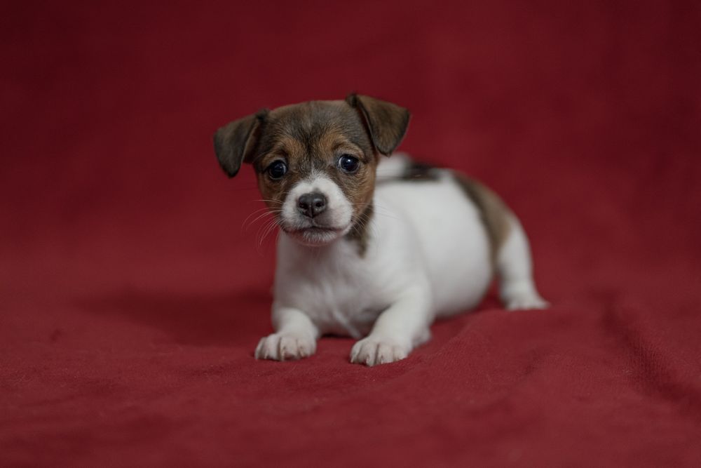 Suczka Jack Russell terrier nr 2/badania genetyczne/wyprawka