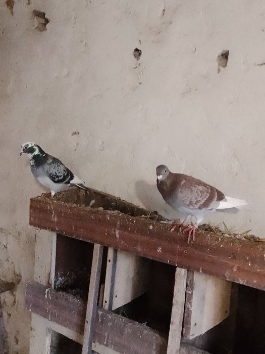 Gołąb gołębie pocztowe młode