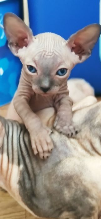 Котята канадского сфинкса