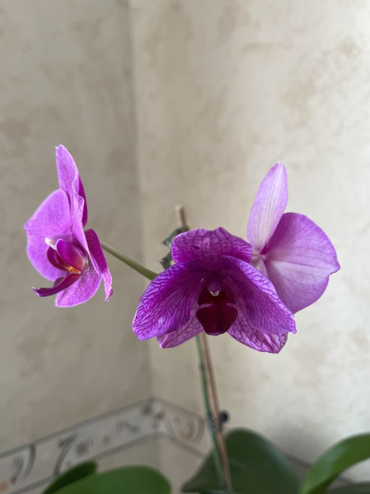 Орхидеи, очень красивые.