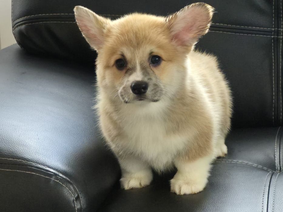 Welsh corgi pembroke