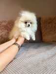 Szpic miniaturowy Pomeranian śliczna malutka dziewczynka