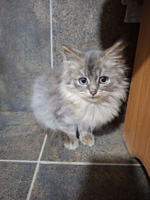 Віддам безкоштовно кошенят в добрі руки.Дві дівчинки.