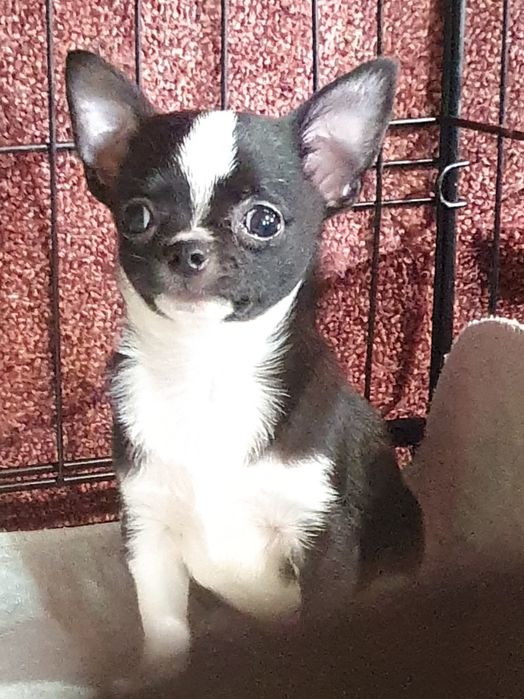 Расписной мальчишка чихуахуа