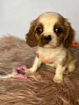 Suczka Cavalier King Charles Spaniel