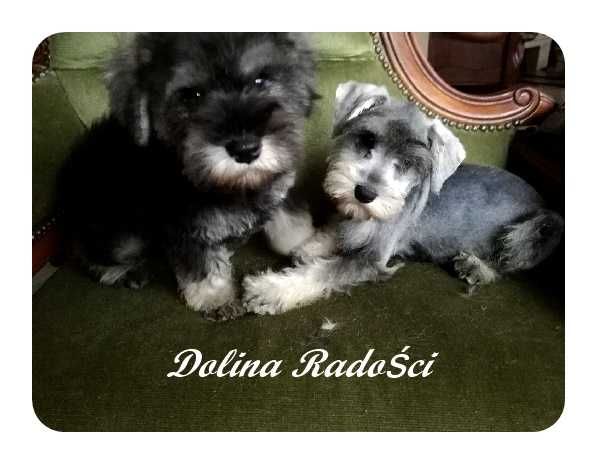 Sznaucer miniaturowy śliczna suczka