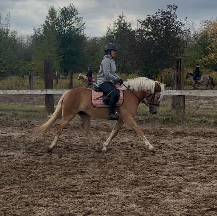 Haflinger hodowla/sport