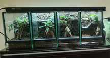 Terrarium 20x20x30 - 4 szt