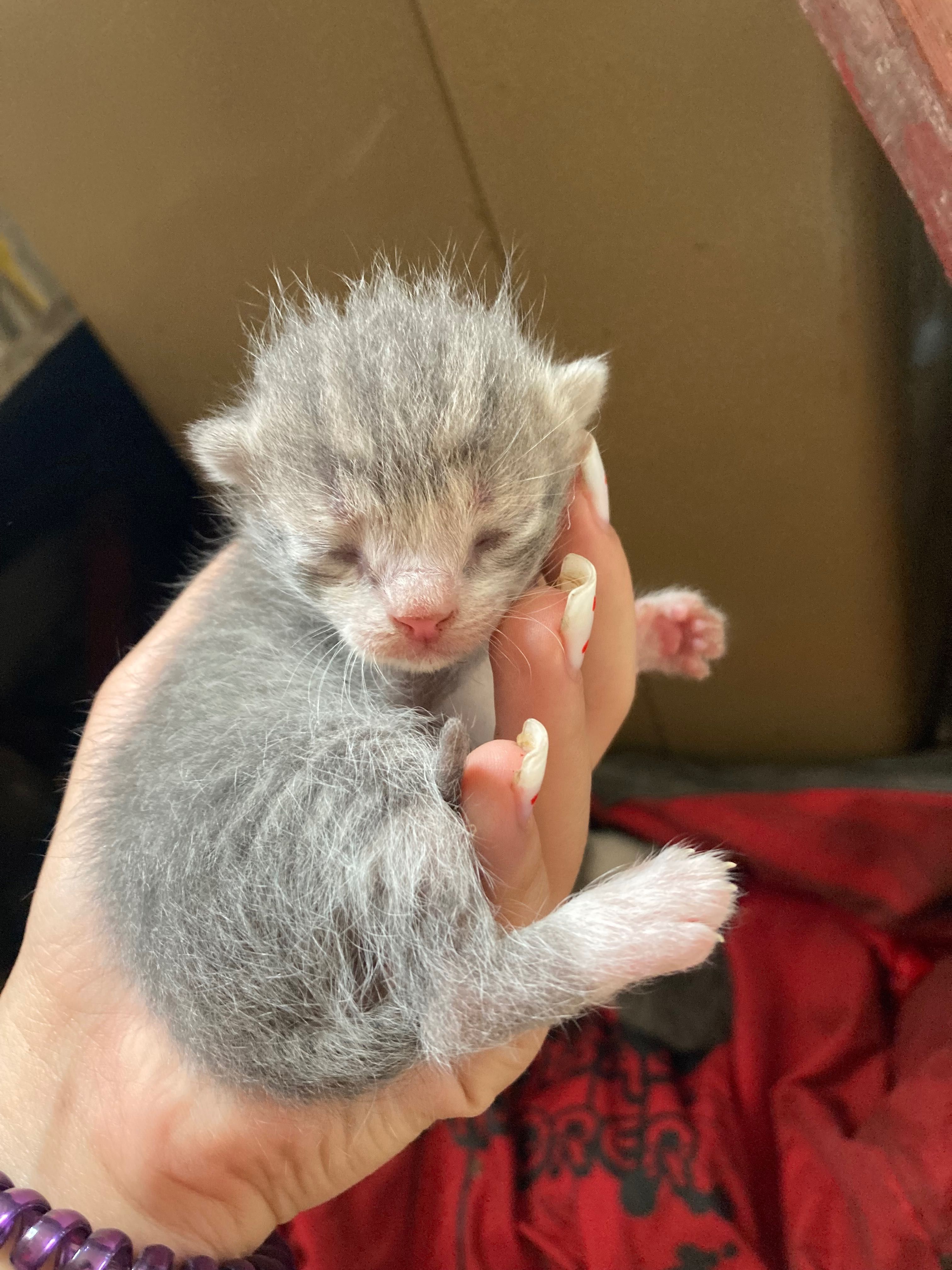 Кошенята шукають родину