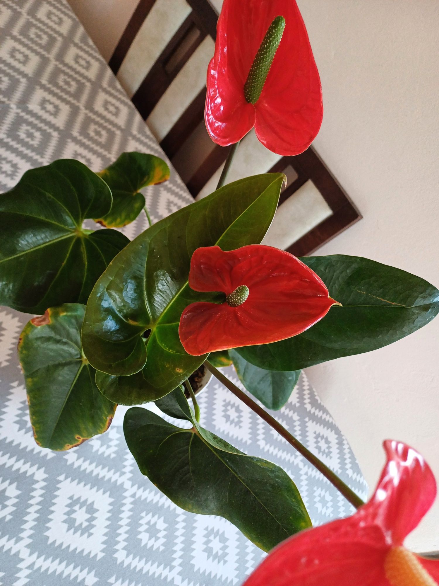Продам антуріум червоного кольору з великими квітами і листами.