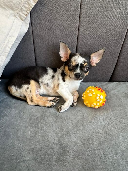 Цуценя хлопчик окрас мерле