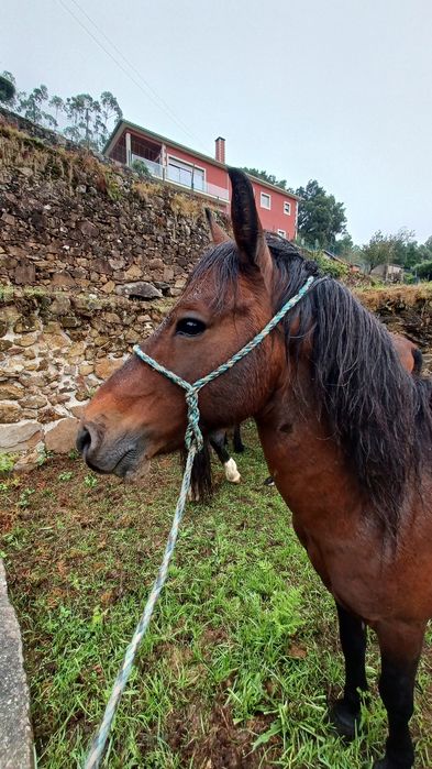 Cavalo Garrano Puro