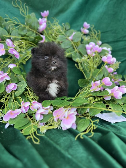 Песики ведмедики pomeranian spitz