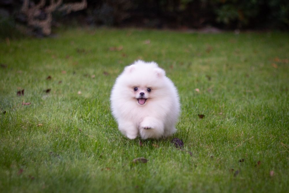 Pomeranian suczka biala FCI