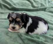 Yorkshire Terrier Biewer Piesek