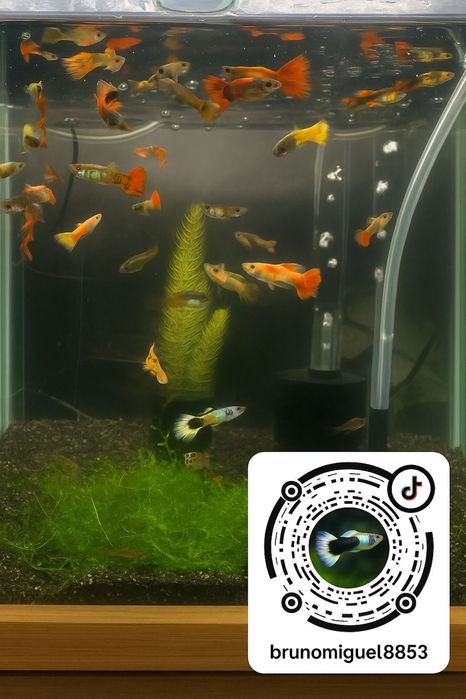 Vendo Guppys e camaroes, criaçao propria