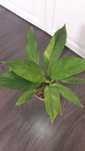 spathiphyllum aurea variegata