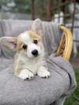Szczeniak welsh corgi pembroke dziewczynka