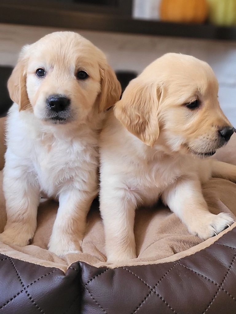 Golden Retriever gotowe do odbioru