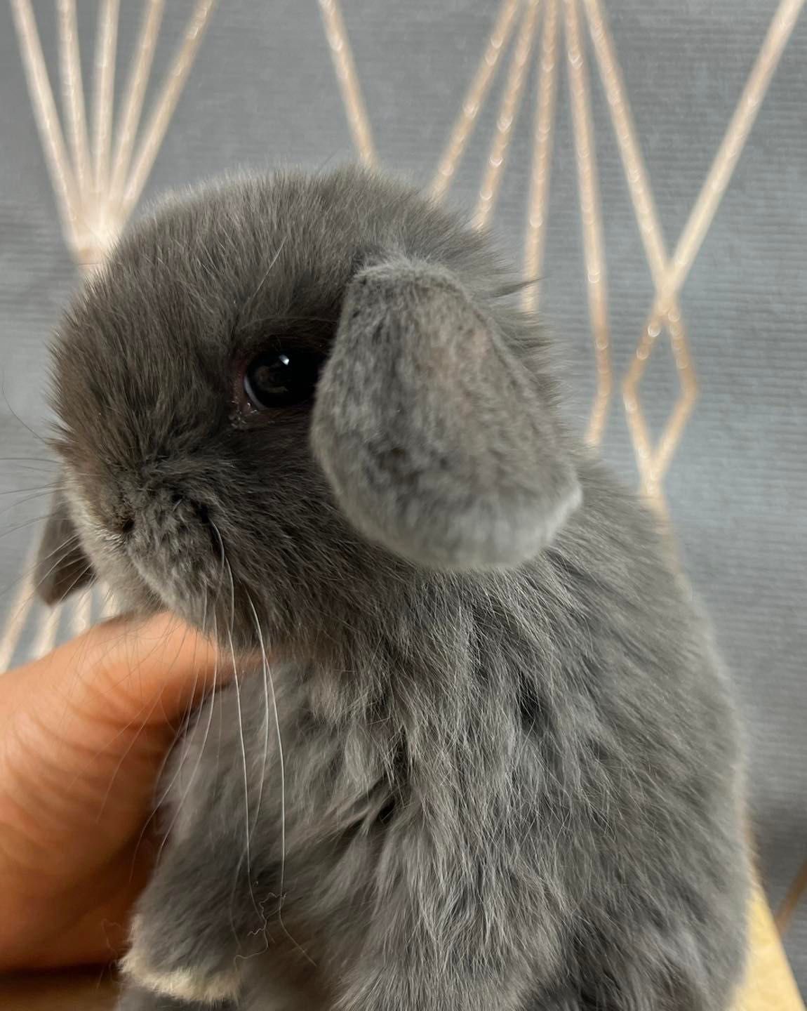 Mini lop karzełek teddy po pięknych rodzicach hodowla