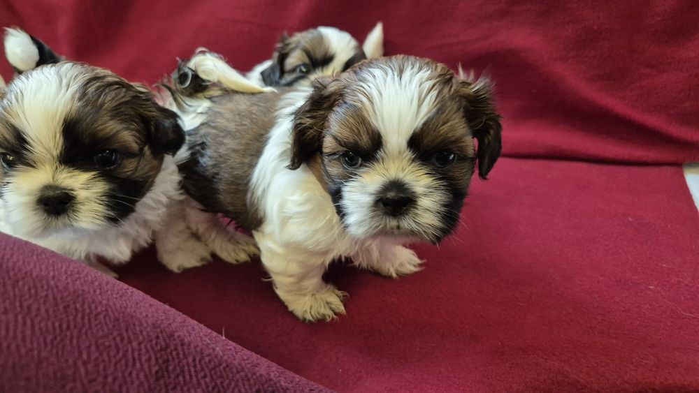 Pies shih tzu szczeniak z rodowodem