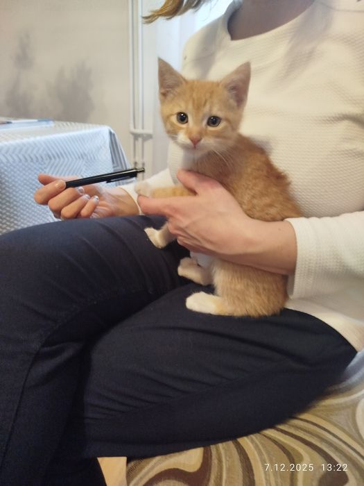 Kotka oddam w dobre ręce