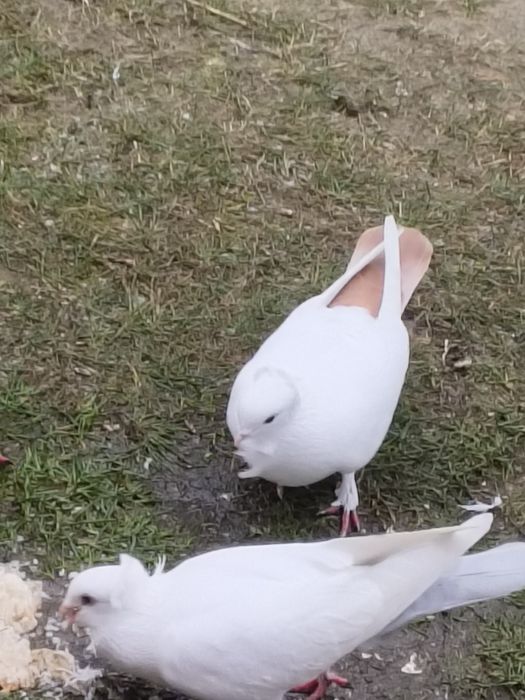 Gołębie Drejery z tego roku