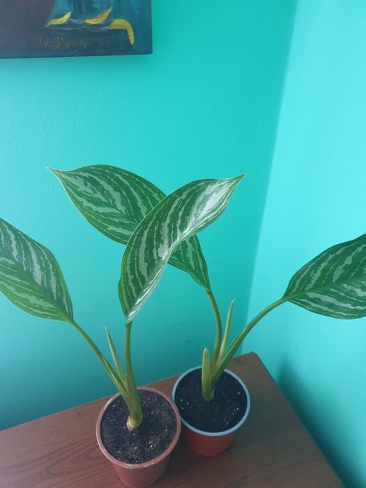 Набори всіх сортових антуріумів