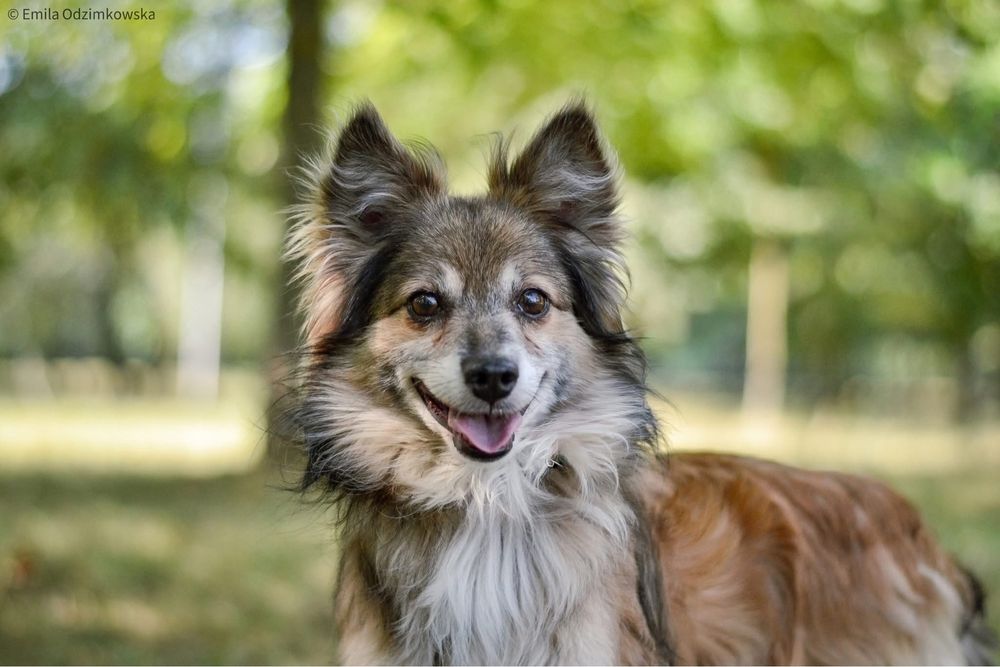 Pan Buritto-wyjątkowej urody lisek czeka na wyjątkowy dom-adocpja