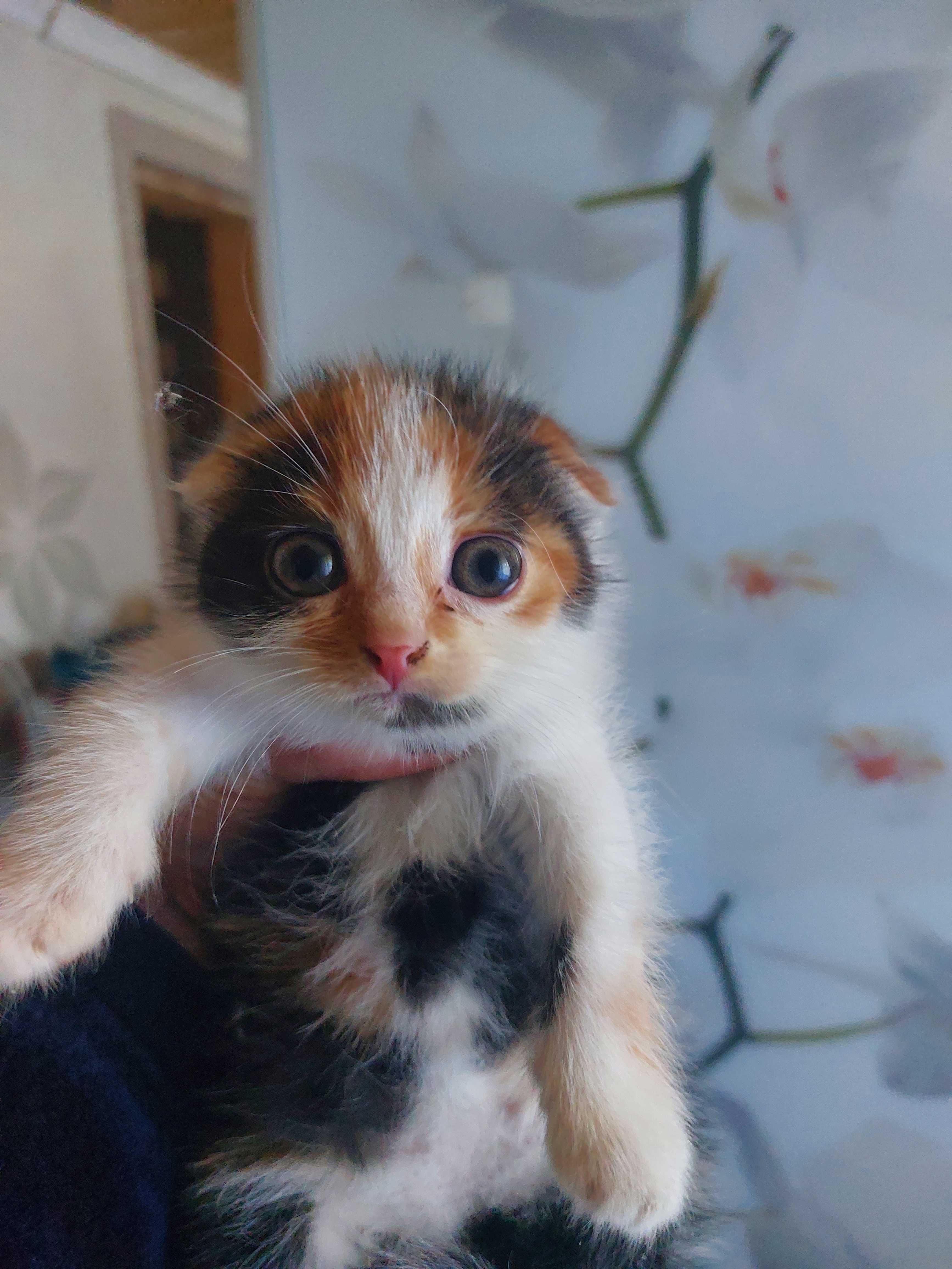 Висловухі кошенята