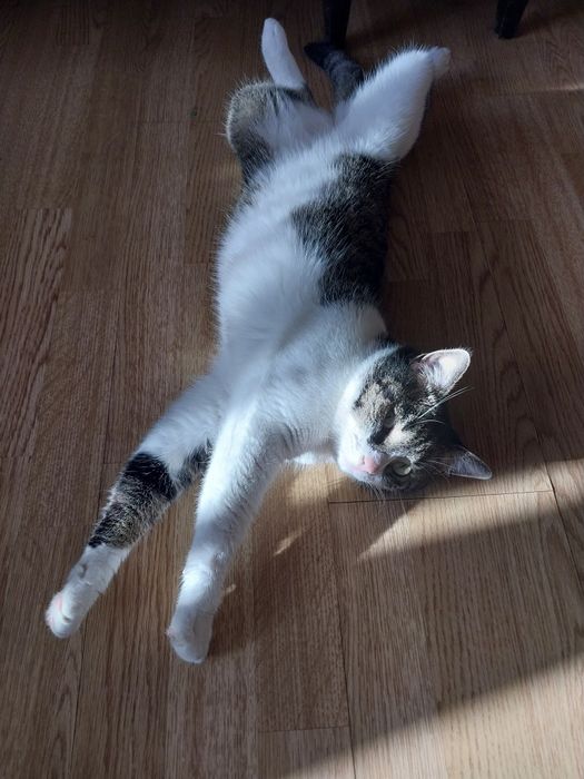 Віддам котика в добрі руки