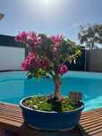 Bonsai bouganvilea