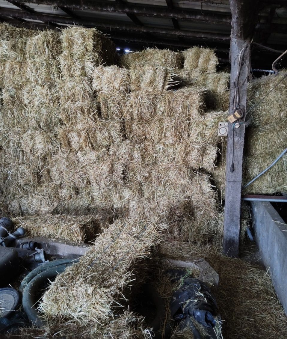 Tenho para venda fardos de palha de azevem.