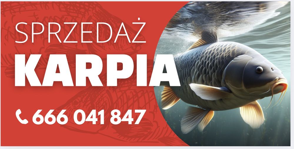 Żywe karpie 24zł/kg