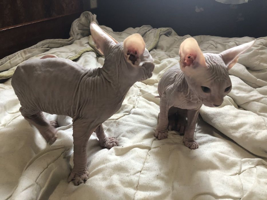 Донской сфинкс (кот и кошка)