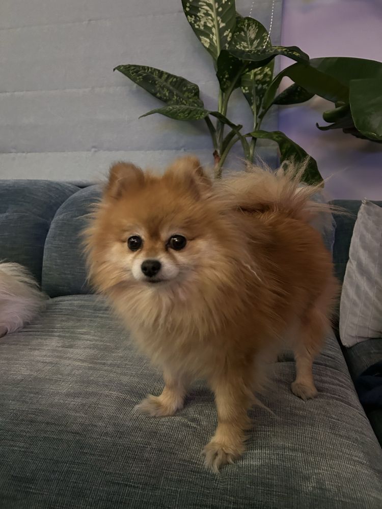 Pomeranian, piesek