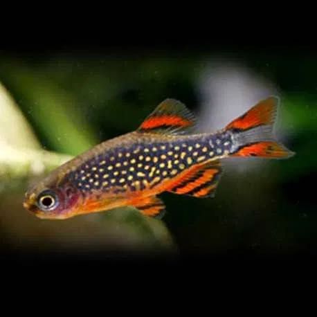 Razbora Galaxy Dostawa Dębicy cena za szt. przy zakupie min 10 sztuk