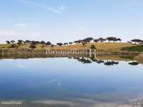 Terreno de 14 ha com plantação de Romaneiras