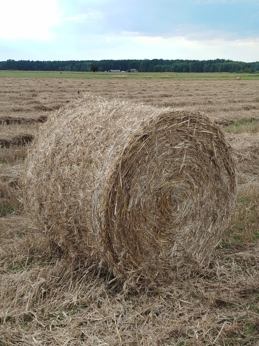Sprzedam słomę z pszenżyta 150cm