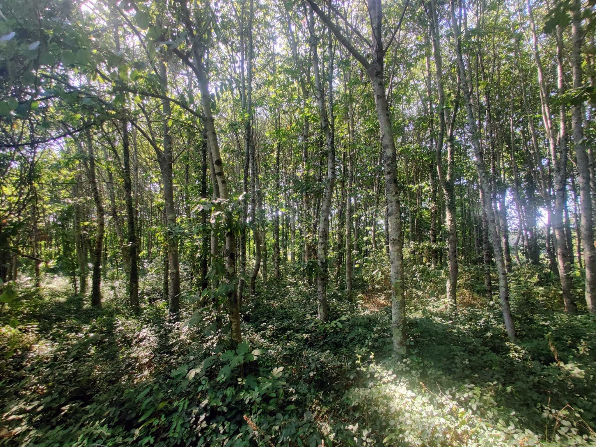 Terreno c/ Moinho para Quinta Agrícola Autossuficiente