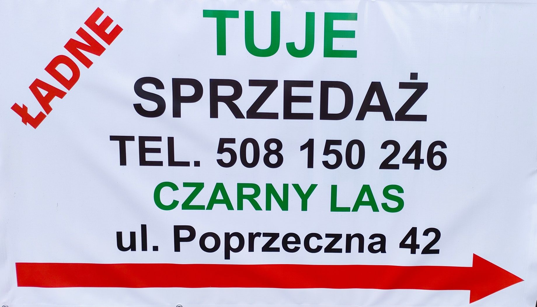 Tuja SZMARAGD 200 cm - 80 zł żywotnik zachodni, tuje różne wysokości