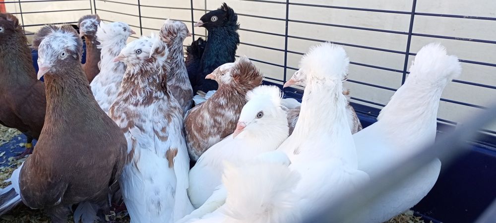 Sokoły Gdańskie , Sokół Gdański