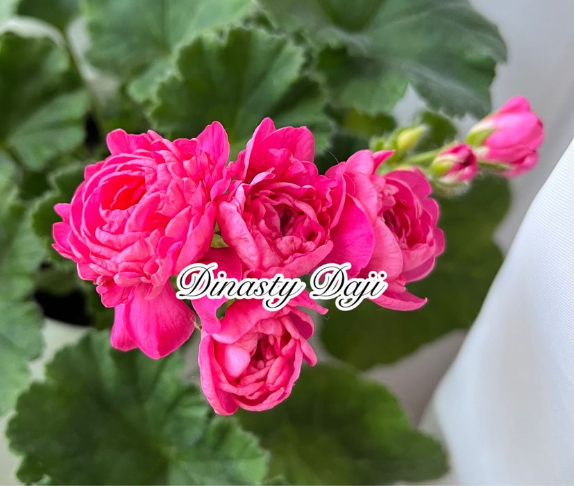 Сортові педаргонії, сортова пеларгонія , живці пеларгоній