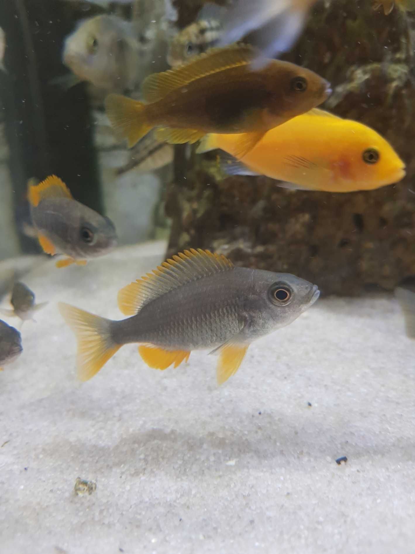 Pyszczak Borleya, pyszczaki Copadichromis borleyi, stado