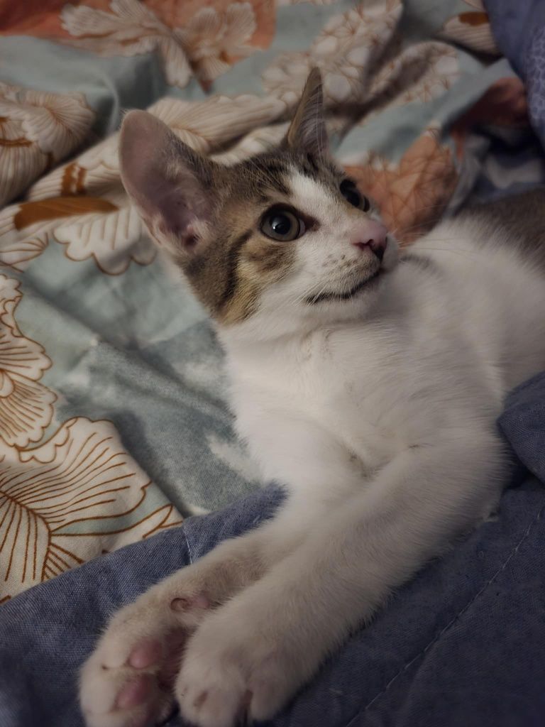 Kociaczek misiaczek Franek do adopcji