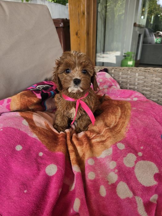 Cavapoo cudowna suczka ciemna
