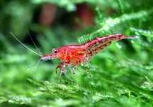 Krewetki Red Cherry