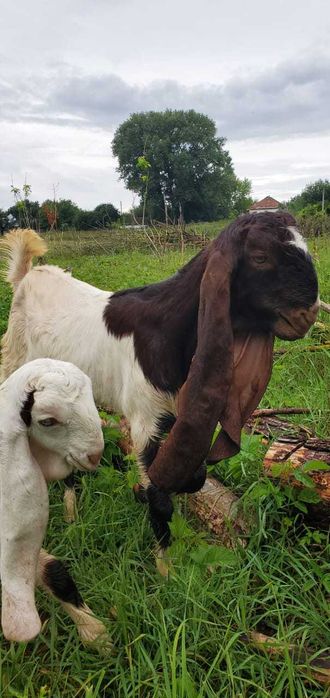 Козочка каморі 100% шукає новий дім.