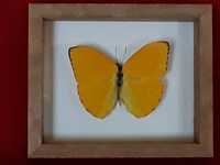 Motyl w ramce 12 x 10 cm . Phoebis argante - 68 mm . Peru .