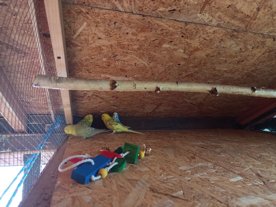 Sprzedam papugi faliste